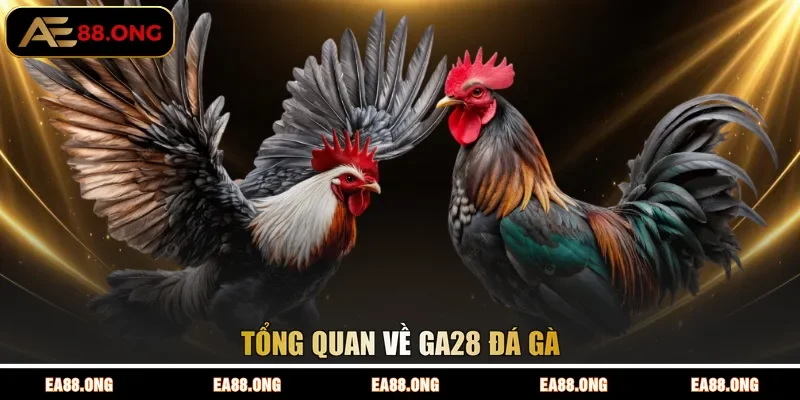 Tổng quan về GA28 đá gà